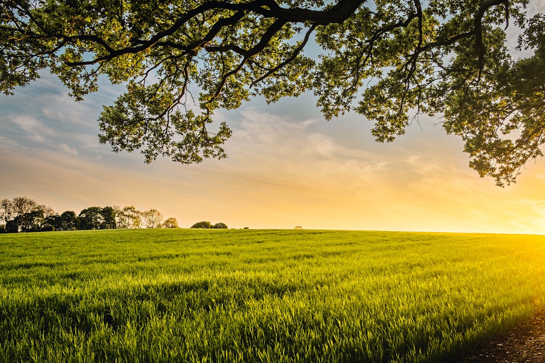 Photo Green fields